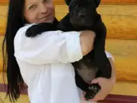 Щенки кане корсо