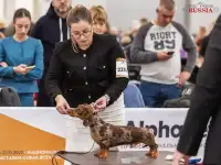 Вязка. Миниатюрный кобель Чемпион РКФ, фотография 6