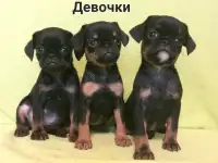 Три дюймовочки пти брабансона., фотография 4