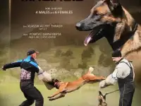 Малинуа. Скорость и сила