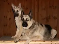 Восточноевропейские овчарки, фотография 6
