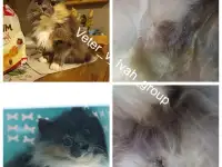 Пожалуйста, помогите выжить, фотография 2
