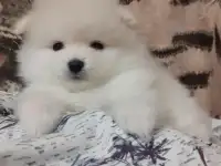 Шпицульки мальчики