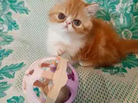 Персидские котята