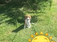 Бигль, фотография 2