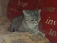 Отдам кошку. Шотландская, веслоухая, фотография 7