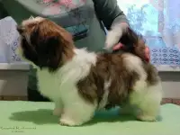 Ши-тцу красивые щенки ., фотография 2