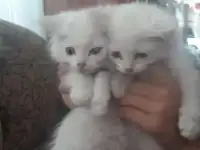 Отдам котят бесплатно
