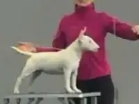 Продаю малышка миниатюрного бультерьера