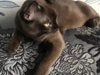 Высокопородный котёнок Европейской бурмы, фотография 2