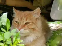 Сибирская рыжая котята, фотография 5