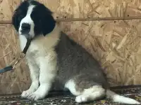 Бетховены-счастье для всей семьи!!, фотография 2
