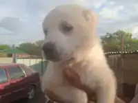 Щенки Алабая
