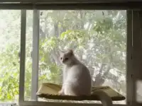Лежанка гамак для кошек