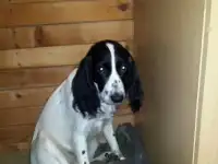Отдам щенка