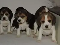 Щенки бигля, фотография 3