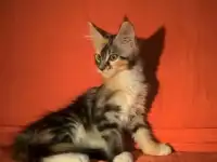 четыре котёнка, фотография 6