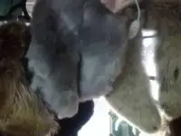 Горжетки из натурального меха