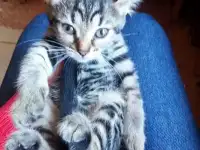 Отдадим славных котят в хорошие руки, фотография 3