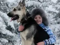 Восточноевропейская овчарки с отл.род.РКФ, фотография 5