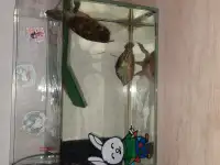 Отдам 2х красноухих черепах