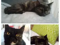 Отдам кошечку в добрые руки