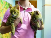 каракалы и сервалы.котята 2 мес.
