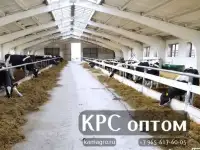 В продаже племенное маточное поголовье молодняка Черно-пестрой, Холмогорской пород