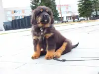 Щенки тибетского мастифа, фотография 6