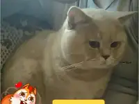Британец Вязка