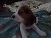 щенки бигль