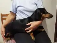 Отлам в хорошие руки, найдена
