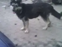 Сука вео