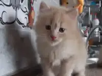 Сибирский котенок, фотография 3