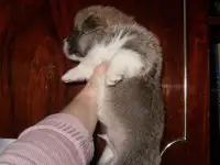 Щенки Вельш корги пемброк, фотография 5
