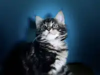 Котята Мейн-кун
