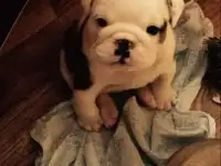 Английский бульдог