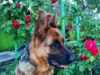 Щенки немецкой овчарки, фотография 10