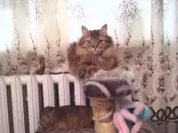 Котята Курильского бобтейла, фотография 9