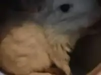 Ветеринар на дом