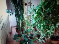 продам многолетние комнатные цветы самовывоз