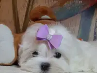 Маленькое чудо Мальтезе, фотография 4