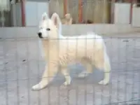 Девочка белой швейцарской овчарки, фотография 2
