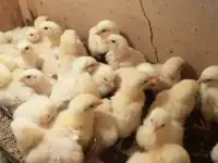 цыплята бройлера