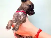 Маленькие тигровые борзые (уиппет метис)