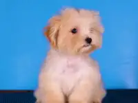 мальтипу Ф1 щенки мини и микро
