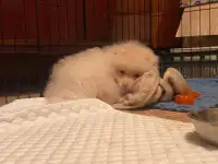 Немецкий шпиц