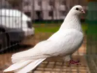 Голуби