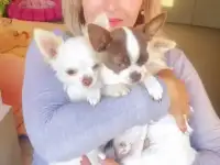 Щеночки чихуахуа