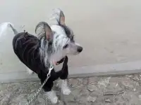 Вязка, фотография 2